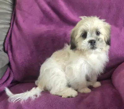 Shih-tzu- Bichon x Schnauzer puppies for sale, View more