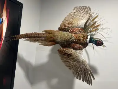 Selling my pheasant It’s a beautiful bird. I got a new new one to pay for soon they are not cheap to...