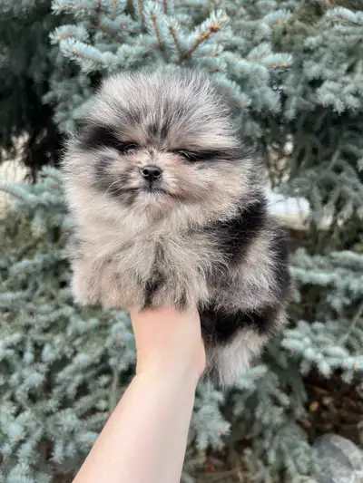 Reserved! Super exclusive blue merle Pomeranian male, View more