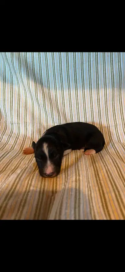 CBCA Registered Border Collie Puppies for sale, View more