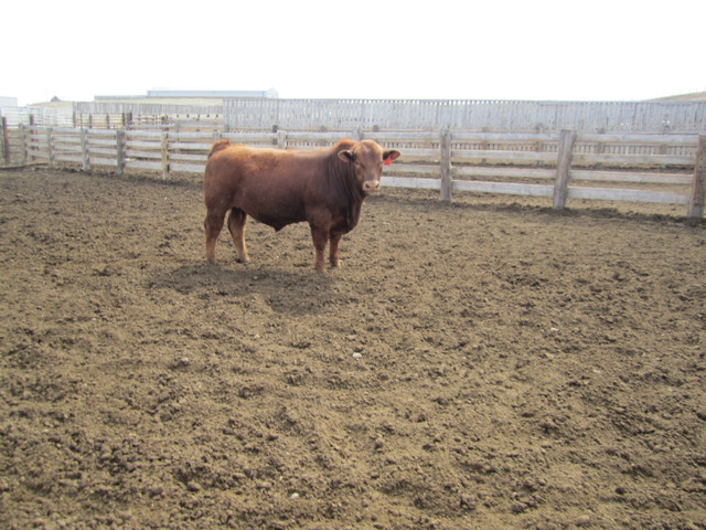 Beautiful Red & Black Sim Bulls For Sale .And Also Red Angus in Livestock in Medicine Hat - Image 3