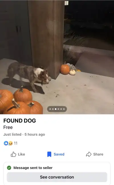 Lost  Sweet Baby(Dog)!!!, View more