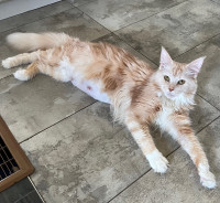 Mainecoon female (not spayed)