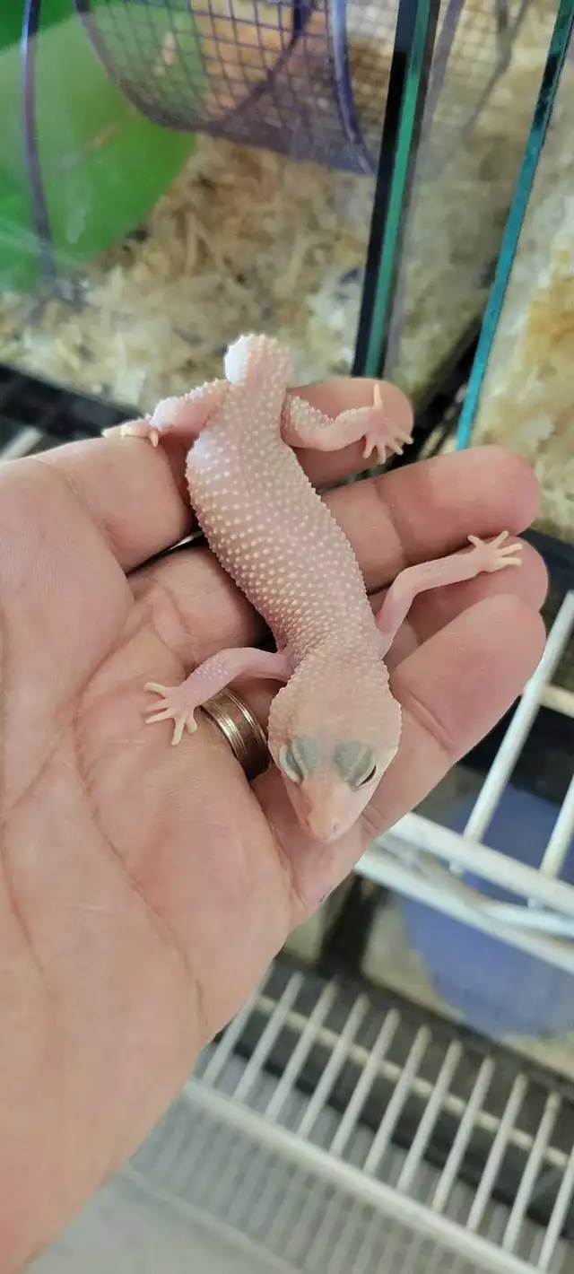 baby leopard geckos in Reptiles & Amphibians for Rehoming in Kawartha Lakes - Image 2