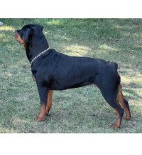 CKC registered Rottweilers puppies for sale 