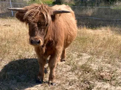 Highland X Heifers for sale, View more