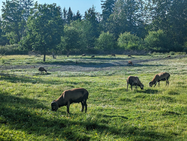 AMERICAN BLACKBELLY Lambs in Livestock in Delta/Surrey/Langley - Image 2