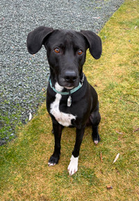 Rehoming 7 yr old Lab Mix - Meet Andres!