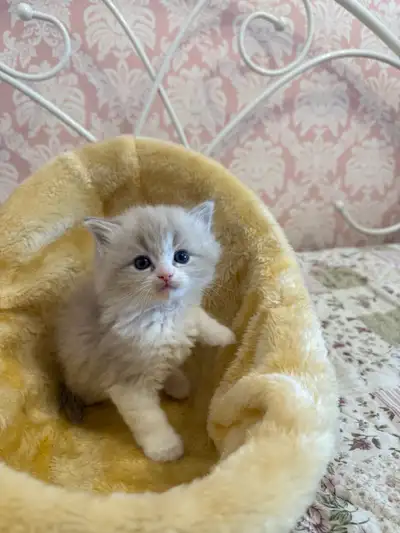 Ragdoll Kittens, View more