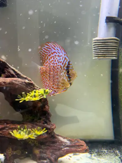 Discus fish, View more