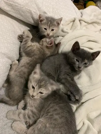 Chatons/Kittens, View more