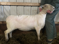 Purebred Southdown Yearling ewe 