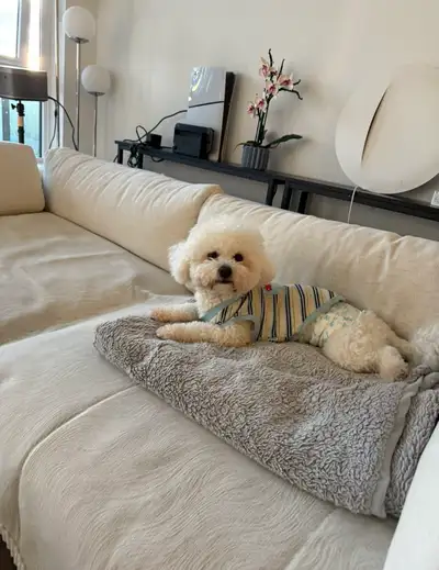 Bichon Frise for rehoming, View more