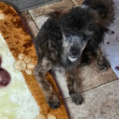 GORGEOUS BRINDLE MALE MINATURE POODLE, View more
