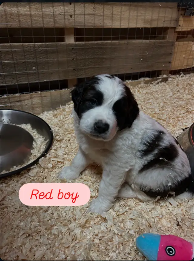 Saint Bernard mix puppies! in Dogs & Puppies for Rehoming in Winnipeg - Image 8