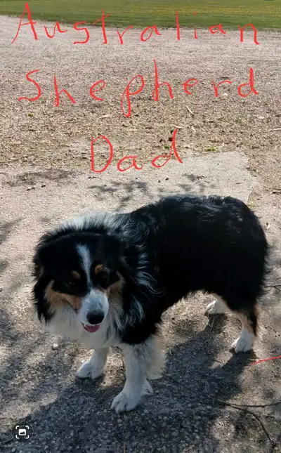 PRICE REDUCED! Golden retriever/ Australian shepherd., View more