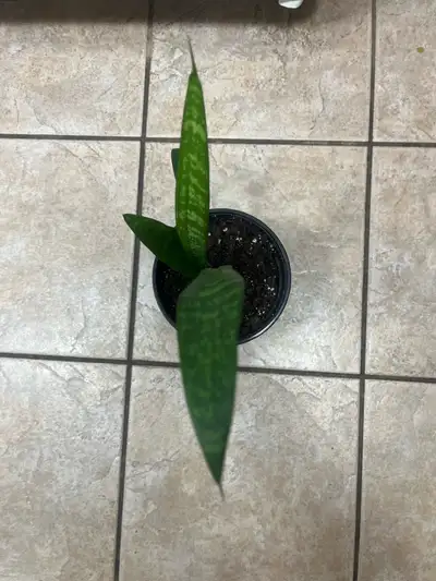 Snake Plant, View more