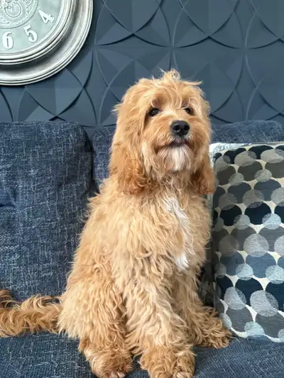 Cockapoo looking for a forever home!, View more