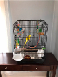 Young budgies for rehoming