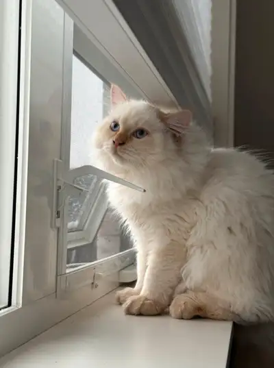 Himalayan Persian Cat for Rehoming, View more