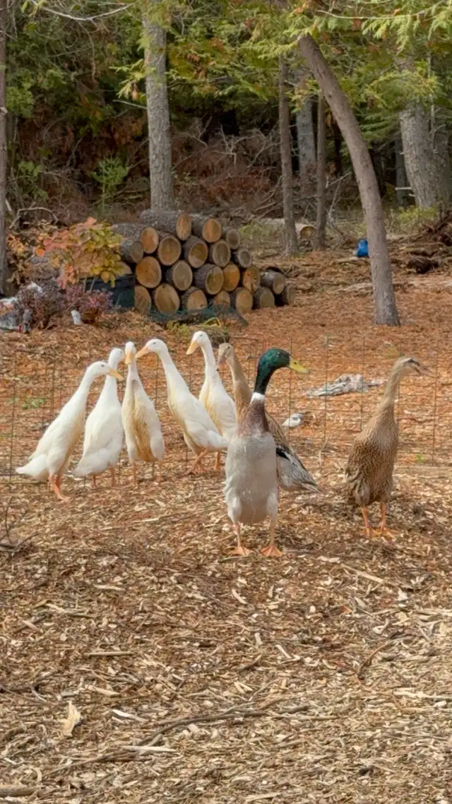 4 Indian runner ducklings in Livestock in Ottawa - Image 4