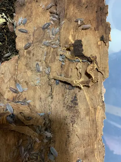 Isopods & Springtails Calgary, View more