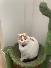 5 year old female (spayed) cat