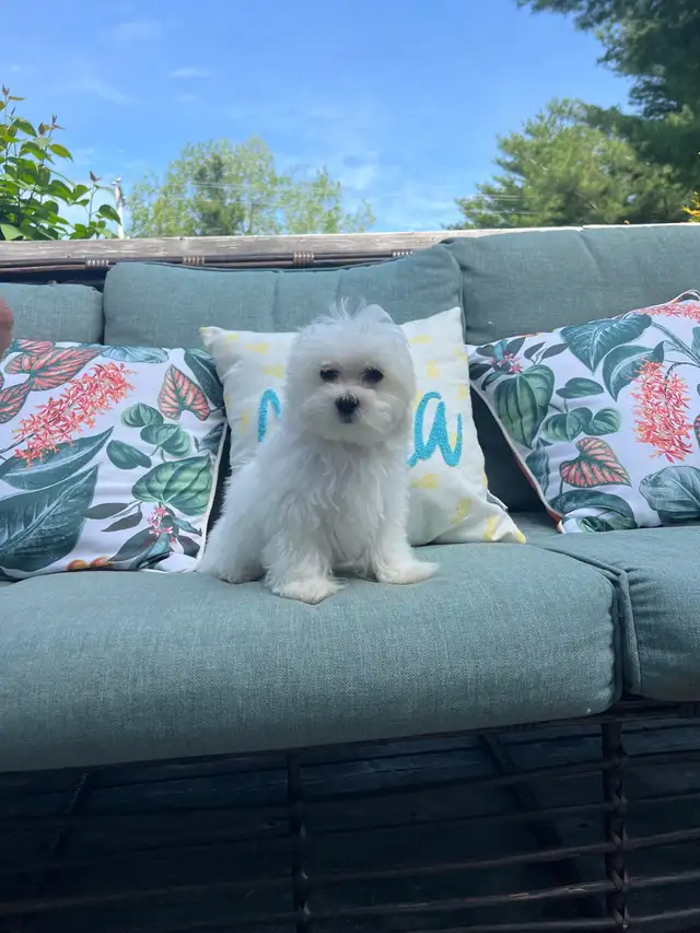 Maltipoo in Dogs & Puppies for Rehoming in Miramichi - Image 3