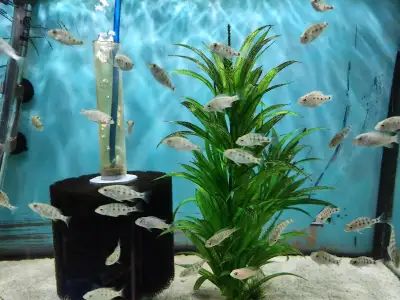 Fossochromis rostratus fry, View more