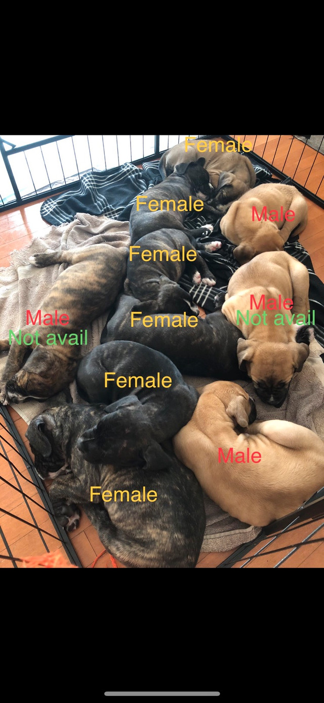 Argentino X Corso  Puppies are now  11 Weeks old ! in Dogs & Puppies for Rehoming in Barrie - Image 2