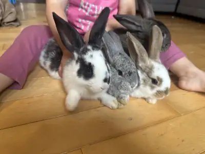 Bébés lapins mélange lapin papillon/N-Z et géant des flandres/continental Boischatel