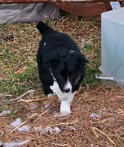 THESEEPUPPIES ARE ALL SOLD. THANK YOU FOR YOUR INTEREST ONE FEMALE and THREE MALE purebred Border Co...