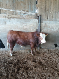 Simmental bull for sale