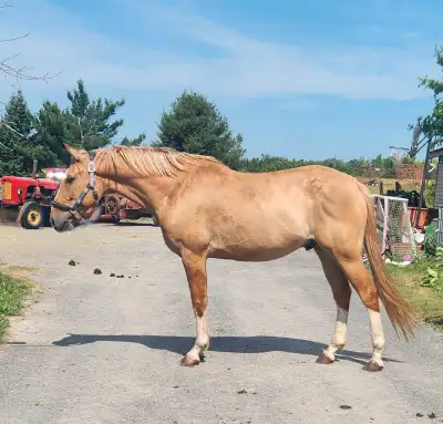 FOR SALE: Stunning Gelding with Serious Potential! Located in Bath, Ontario (near Kingston) Meet Oak...