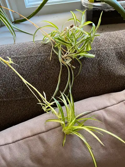 Spider Plants, View more