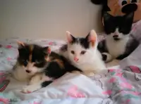 4 month old kittens