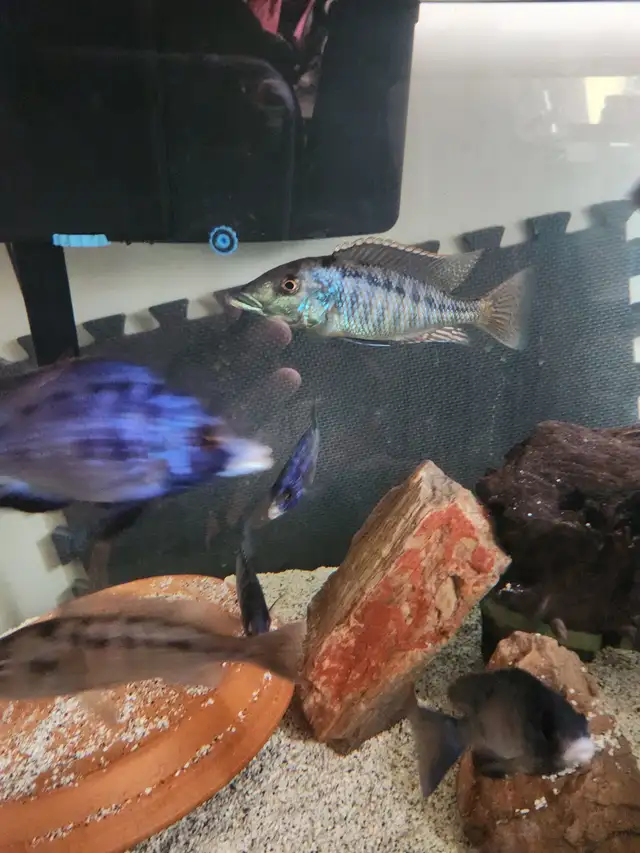 Mdoka whitelips/lichnochromis acuticeps in Fish for Rehoming in City of Toronto - Image 3