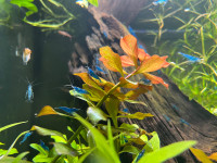Shrimp Neocaridina Blue Dream