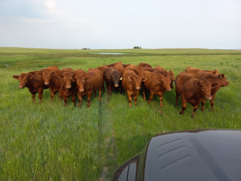 Red Angus x simm bred heifers Livestock Medicine Hat Kijiji