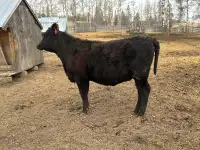 Black angus/jersey heifer - exposed to Simmental bull 