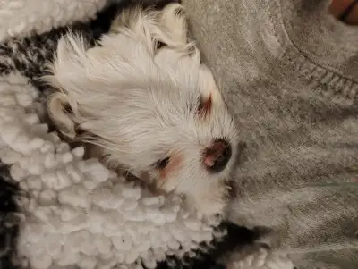1/2 Maltese 1/4 shih tzu 1/4 poodle, View more