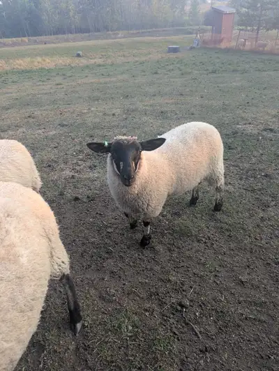 Suffolk X May/25 ewelambs , View more