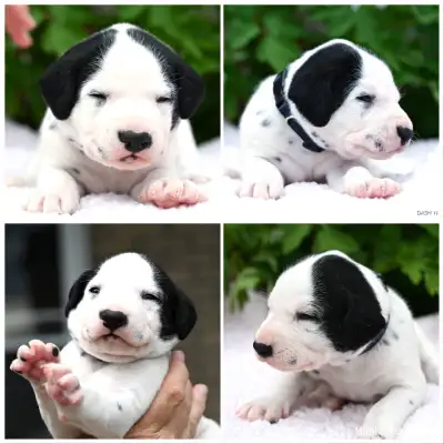 Puppies are here! They were born on May 7th! WE ARE NOW ACCEPTING RESERVATIONS. The mother's name is...