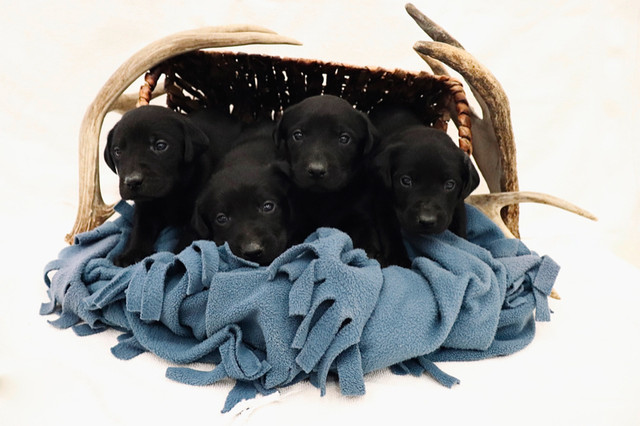 Easter Purebred Black Labrador puppies READY FOR NEW HOMES!! in Dogs & Puppies for Rehoming in Calgary