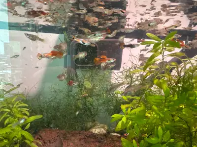 fancy guppies, View more