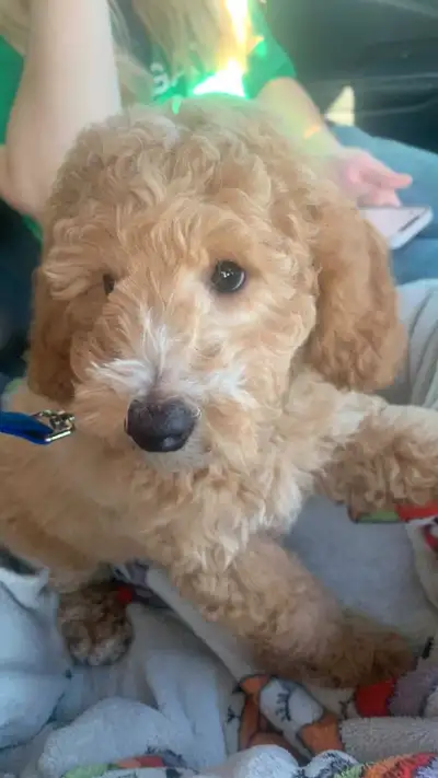 C'est le cœur gros que nous devons mettre un terme à l'adoption récente de notre chiot mâle caniche...