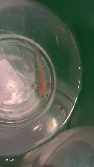 Axolotls needing a good home!, View more