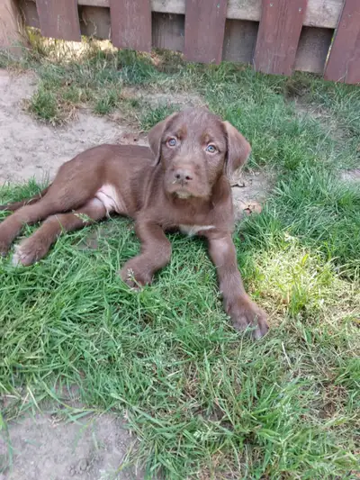 puppies for sale, View more