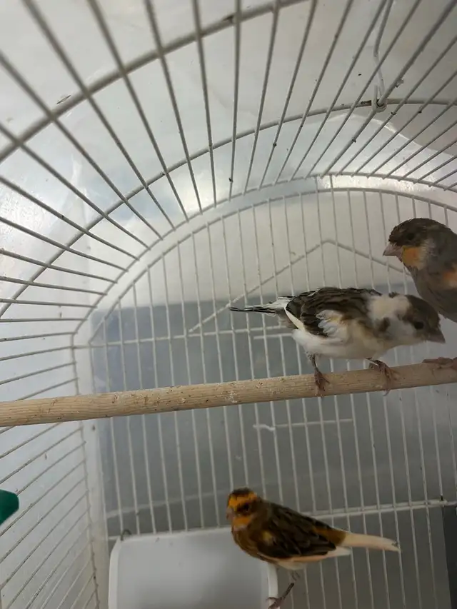 make canary’s  in Birds for Rehoming in Calgary - Image 5