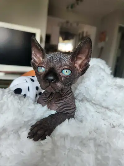 Gorgeous sphynx kittens available, only 2 girls left, View more
